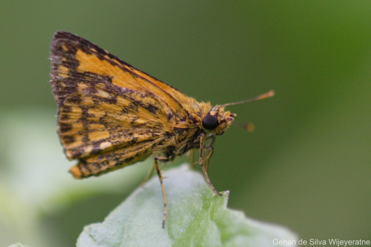 Ampittia dioscorides Fabricius, 1793